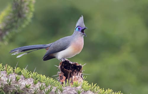 Crested Coua