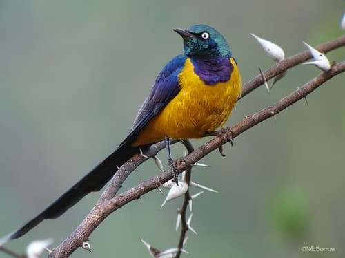Golden-breasted Starling