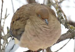 Mourning Dove
