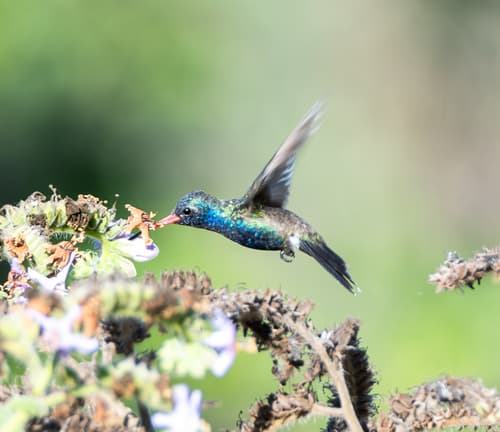 Turquoise-crowned Hummingbird