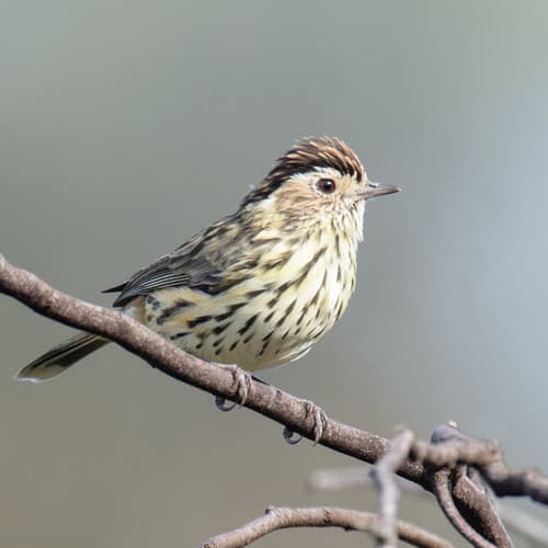 Speckled Warbler