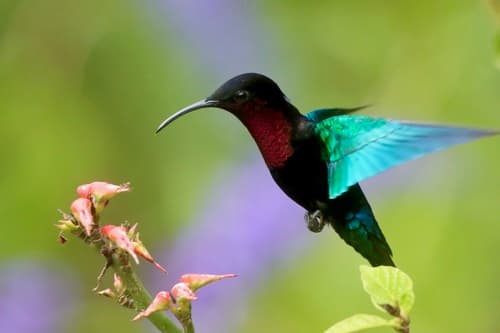 Purple-throated Carib