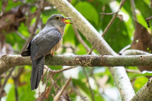 Sunda Brush Cuckoo