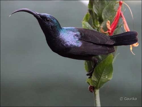 Loten's Sunbird
