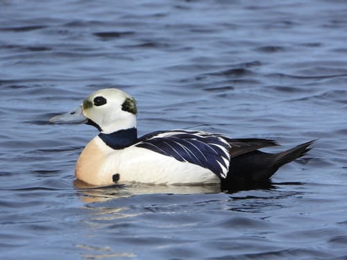 Steller's Eider
