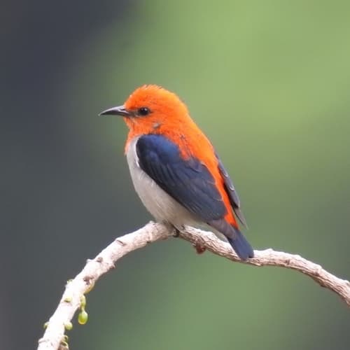 Scarlet-headed Flowerpecker