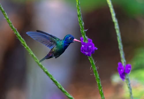 White-chinned Sapphire