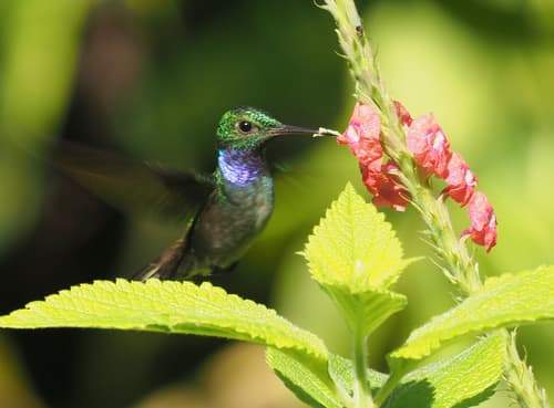 Blue-chested Hummingbird