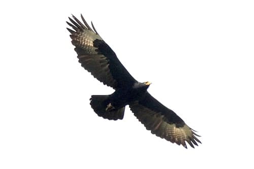 Verreaux's Eagle