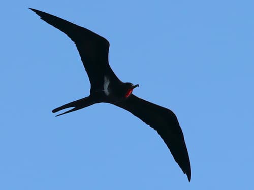 Lesser Frigatebird