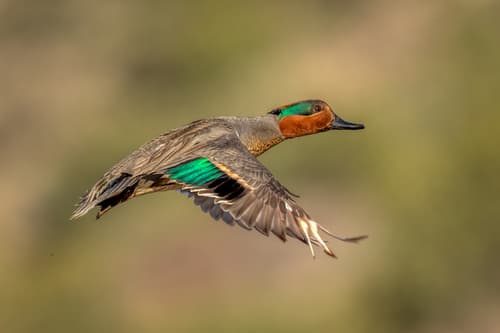Green-winged Teal