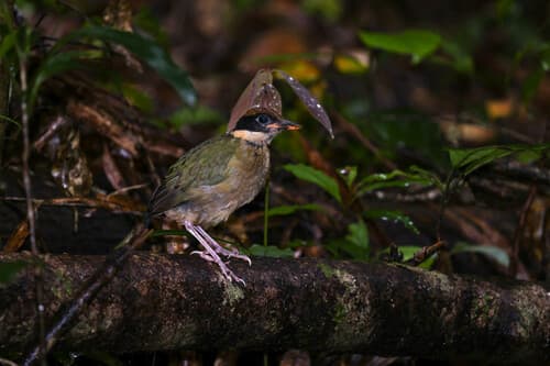 Noisy Pitta