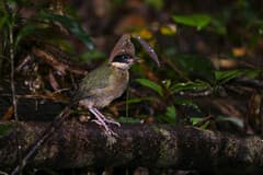 Noisy Pitta