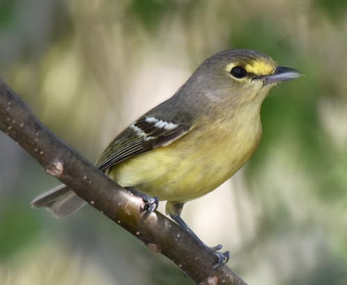 Thick-billed Vireo