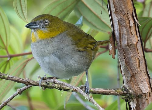 Yellow-throated Chlorospingus