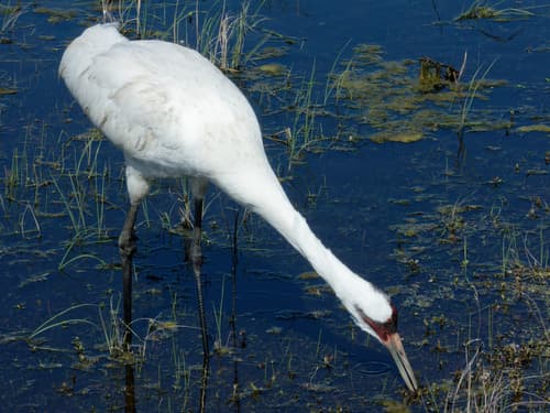 Whooping Crane