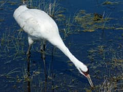Whooping Crane