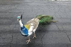 Peacock (Indian Peafowl)