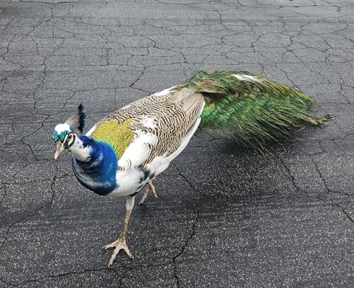 Peacock (Indian Peafowl)