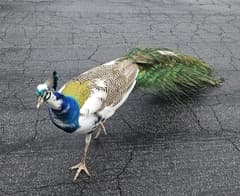 Peacock (Indian Peafowl)