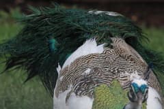 Peacock (Indian Peafowl)