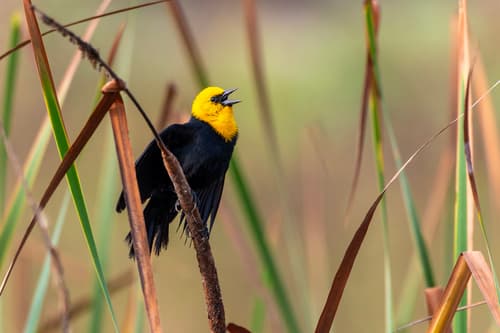 Yellow-hooded Blackbird