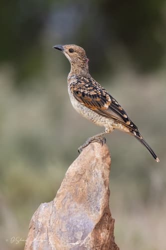 Spotted Bowerbird