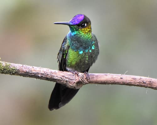 Violet-fronted Brilliant