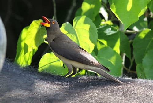 Yellow-billed Oxpecker