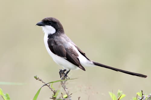 Long-tailed Fiscal