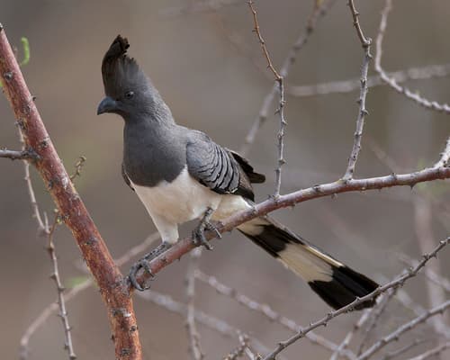 White-bellied Go-away-bird