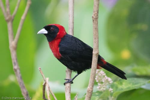 Crimson-collared Tanager