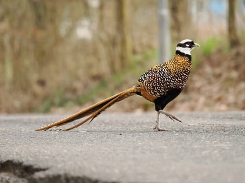 Reeves's Pheasant