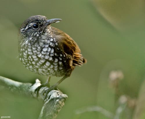 Sharp-tailed Streamcreeper