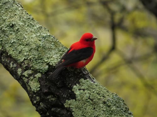 Scarlet Tanager
