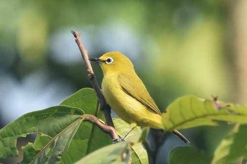 Northern Yellow White-eye