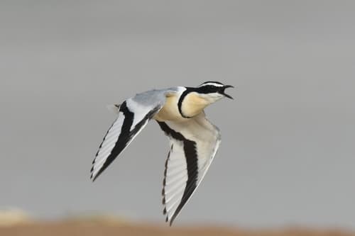 Egyptian Plover