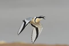 Egyptian Plover