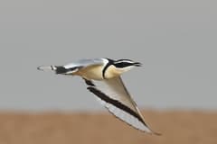 Egyptian Plover