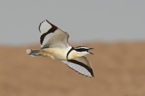 Egyptian Plover