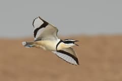 Egyptian Plover