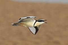 Egyptian Plover