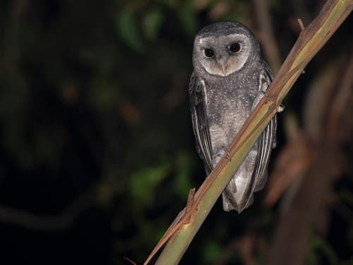 Sooty Owl