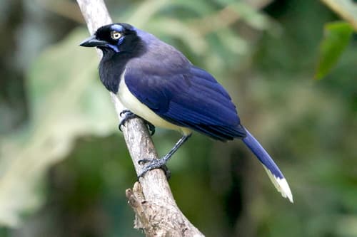 Black-chested Jay
