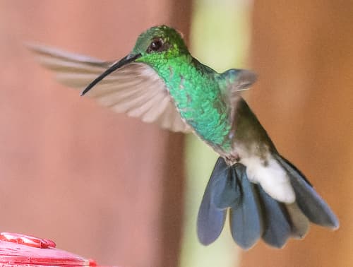 White-vented Plumeleteer