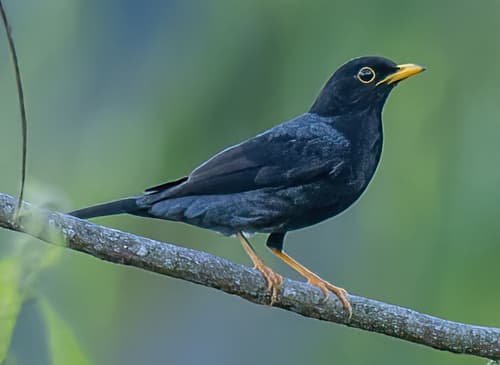 Yellow-legged Thrush