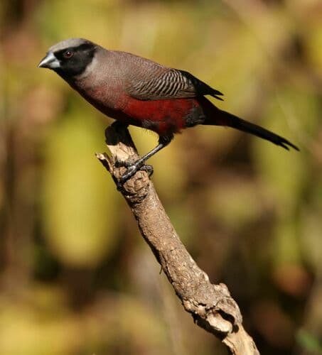 Black-faced Waxbill