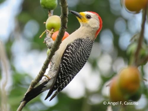 Yucatán Woodpecker