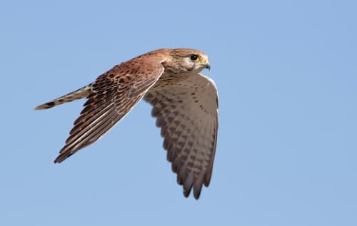 Malagasy Kestrel