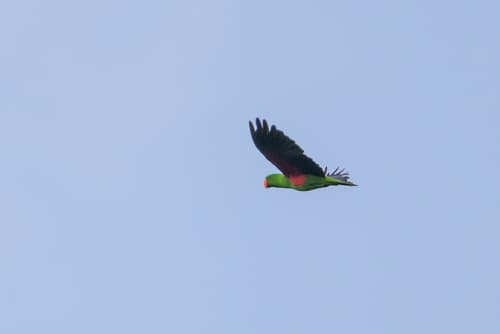 Eclectus Parrot